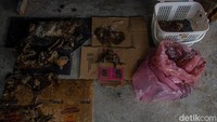 Terlihat kucing-kucing mati berserakan di dalam kandang dan rumah warga di Jalan Purwodadi, Tuah Madani Pekanbaru. Bau busuk tercium saat pertama kali datang ke rumah tersebut. (Raja Adil Siregar/detikSumut)
