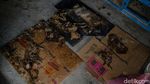 5 Penampakan Bangkai Kucing di Pekanbaru yang Bikin Geger