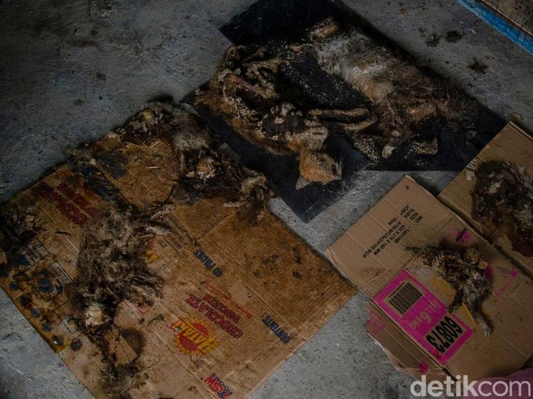 5 Penampakan Bangkai Kucing di Pekanbaru yang Bikin Geger