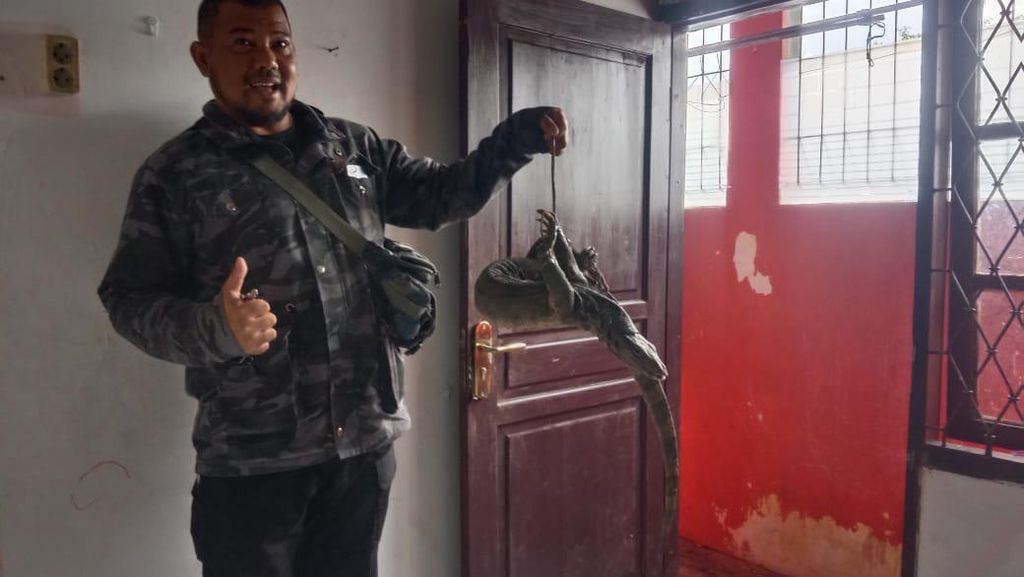 Warga Bogor Kaget Temukan Biawak 1 Meter Saat Bersihkan Rumah