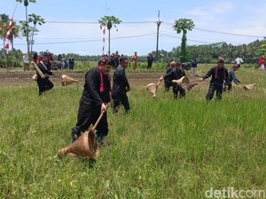 Nampaling, Tradisi Berburu Belalang Warga Pangandaran
