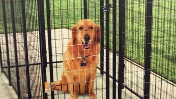 Anjingnya hasil editan. Foto: Boredpanda