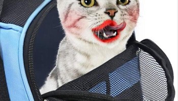 Kucing editan. Foto: Boredpanda