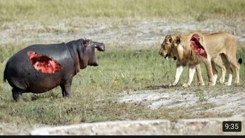 Demi gambar bertarungan ekstrim. Foto: Boredpanda