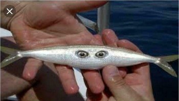 Ikan mutan. Foto: Boredpanda