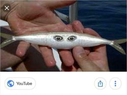 Editan Photoshop yang Bikin Geleng-geleng