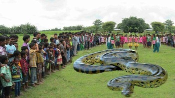 Anaconda editan. Foto: Boredpanda