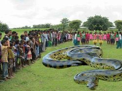 Editan Photoshop yang Bikin Geleng-geleng