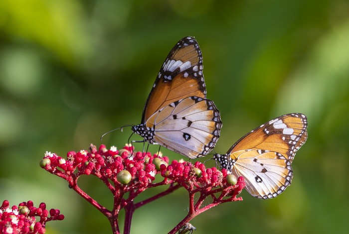 A pair of Plain Tiger Butterfly, shot on an early morning.