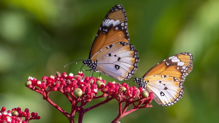 A pair of Plain Tiger Butterfly, shot on an early morning.