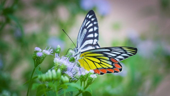 Delias eucharis, the Common Jezebel, is a medium-sized pierid butterfly found in many areas of South and Southeast Asia, especially in the non-arid regions of India, Sri Lanka, Indonesia, Myanmar and Thailand.