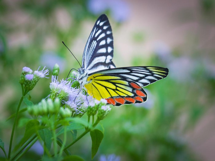 Delias eucharis, the Common Jezebel, is a medium-sized pierid butterfly found in many areas of South and Southeast Asia, especially in the non-arid regions of India, Sri Lanka, Indonesia, Myanmar and Thailand.