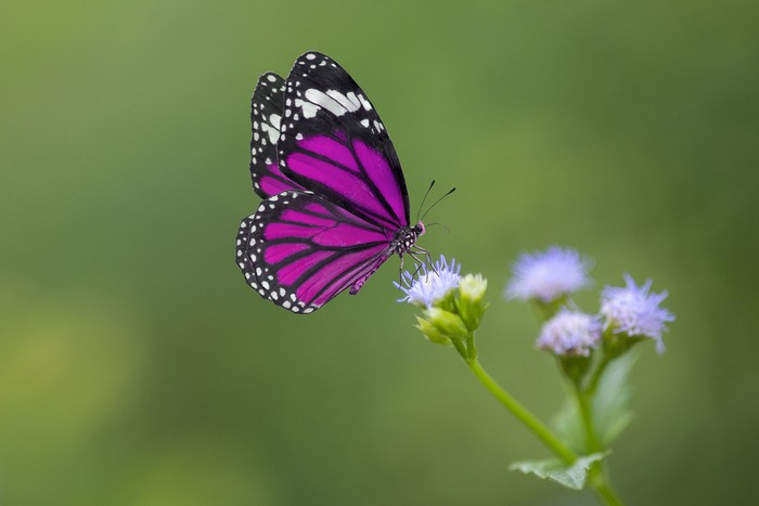 Purple Butterfly on flowers