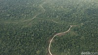 Hutan lebat ini menjadi habitat berbagai tumbuhan, salah satunya pohon torem yang hanya ada di Tanimbar dan satwa endemik di sini adalah Burung Kakaktua Goffin.