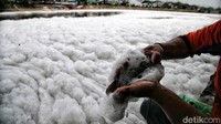 Ikan hasil tangkapan warga dipenuhi busa.