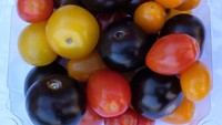 Martin juga mengusahakan agar tomat ungu mendapat persetujuan dari Departemen Pertanian Amerika Serikat (USDA) untuk dapat dipasarkan dan dikonsumsi.  Foto: Twitter @BigPurpleTomato