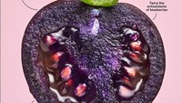 Menurut NPS, mereka fokus mengembangkan antosianin, pigmen kaya antioksidan yang membuat blackberry dan blueberry berwarna ungu. Prinsip inilah yang kemudian mereka terapkan pada tomat. Foto: Twitter @BigPurpleTomato