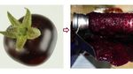 Mirip Blueberry! Tomat Ungu Kaya Antioksidan Bakal Dijual Tahun Depan