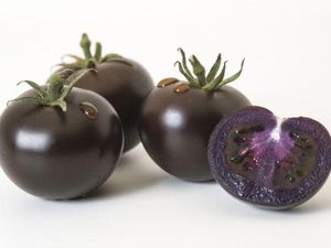 Mirip Blueberry! Tomat Ungu Kaya Antioksidan Bakal Dijual Tahun Depan