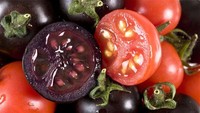 Setelah melalui rangkaian proses yang panjang, tomat ungu akhirnya dianggap aman oleh USDA Animal and Plant Health Inspection Service (APHIS) untuk ditanam dan dikembangbiakkan. Foto: Twitter @BigPurpleTomato