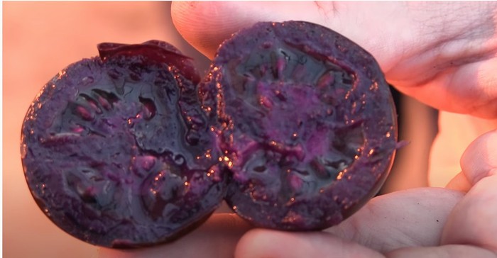 Mirip Blueberry! Tomat Ungu Kaya Antioksidan Bakal Dijual Tahun Depa