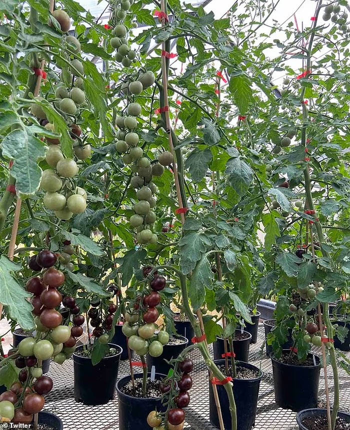 Mirip Blueberry! Tomat Ungu Kaya Antioksidan Bakal Dijual Tahun Depa Mirip Blueberry! Tomat Ungu Kaya Antioksidan Bakal Dijual Tahun Depa