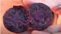Tomat ungu sempat muncul beberapa tahun lalu, tapi yang ini berbeda karena bukan hanya kulitnya yang ungu, melainkan juga daging buahnya. Tampilannya mirip blueberry, tapi ukurannya lebih besar. Foto: Twitter @BigPurpleTomato