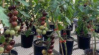 Tomat ungu dikembangkan oleh ahli biokimia bernama Cathie Martin dari University of East Anglia, Norwich, Inggris. Ia sudah mengembangkan tomat rekayasa genetik ini selama 15 tahun.  Foto: Twitter @BigPurpleTomato