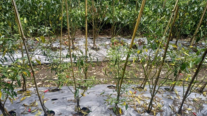 Kondisi tanaman cabai milik warga karangasem yang rusak akibat diguyur hujan deras