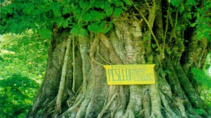 Pohon singgangsora. Istimewa