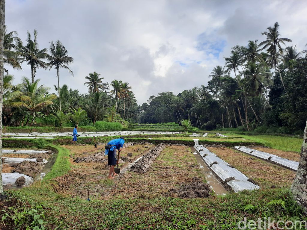 Sawah di Ubud