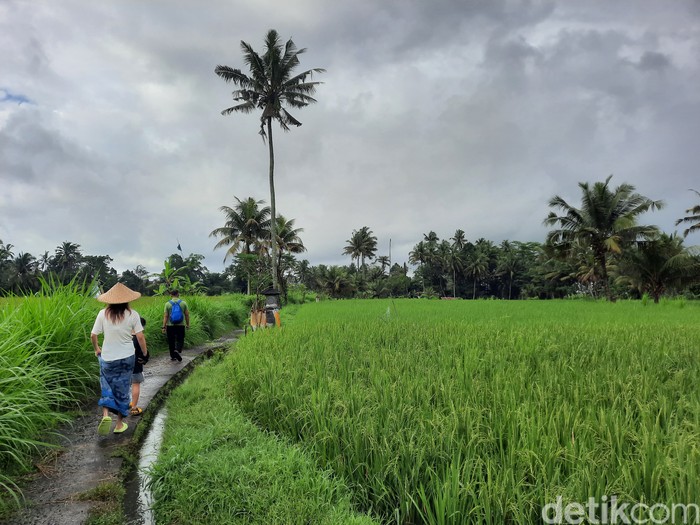 Sawah di Ubud