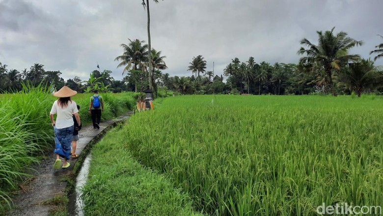 Sawah di Ubud