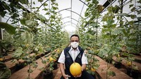 Anies Baswedan sempat mengunjungi kawasan Agro Edu Wisata (AEW) di Cilangkap, Jakarta Timur. Di sana, Anies ikut memanen golden melon yang rasanya manis itu. Foto: Instagram @aniesbaswedan