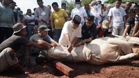 Pada Idul Adha 2022 lalu, Anies Baswedan juga berkurban. Ia juga meninjau fasilitas Rumah Potong Hewan (RPH) Dharma Jaya di Cakung, Jakarta Timur, dan turut tangan menyembelih sapi. Foto: Instagram @aniesbaswedan