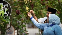 Anies bersama sang istri, Ferry Farhati tampak memanen anggur di sebuah kebun yang berlokasi di SPBU Jalan Cakung-Cilincing, Jakarta Utara. Dalam acara tersebut, Anies mengajak anak-anak PAUD SPS Negeri Sukapura Cerdas. Foto: Instagram @aniesbaswedan