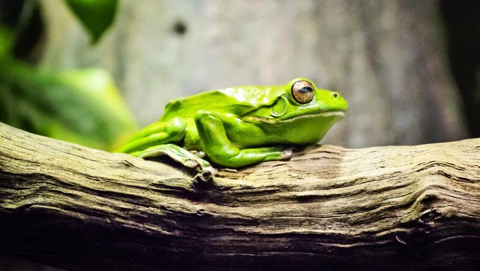 Birds Australia wildlife cows highland cows dingos one tree hill cows Green Tree Frog