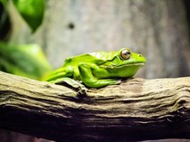 Jalani Ritual Kuno Amazon untuk Detoks, Aktris Tewas usai Tenggak Racun Kodok