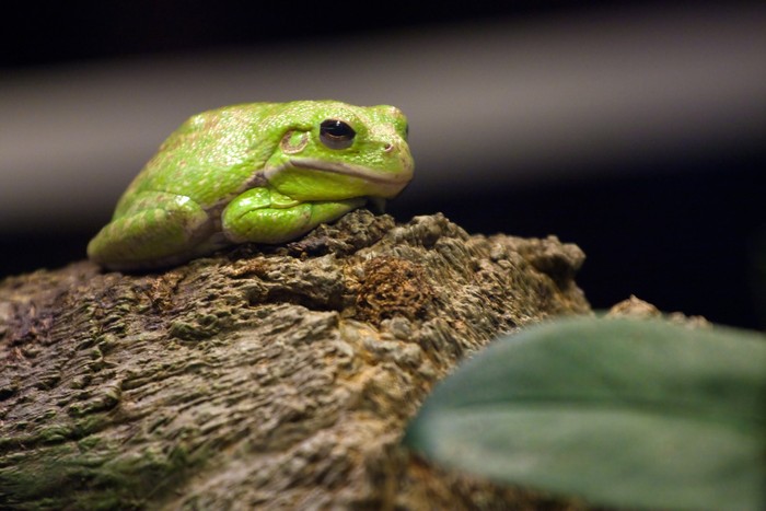 A cute little slimy green tree frog sitting on a log.  Shallow depth of field.
