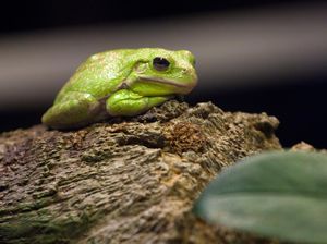 Cagar Alam di Rusia Butuh Relawan untuk Menyeberangkan Katak