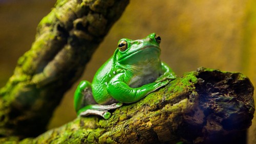 Gazing Australian frog. A very important person - Litoria caerulea.