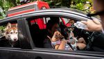 Melihat Ritual Pernikahan Anjing di Filipina, Gemas Banget!