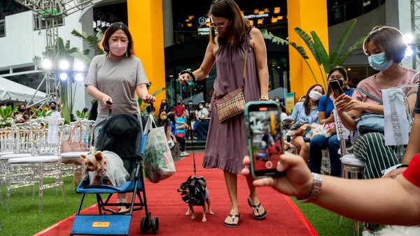 Pemilik hewan peliharaan berjalan dengan anjing mereka selama pernikahan hewan peliharaan. Ini adalah upacara pemberkatan yang pertama secara tatap muka sejak pandemi untuk memperingati Hari Hewan Sedunia. Pemilik hewan peliharaan berjalan dengan anjing mereka selama pernikahan hewan peliharaan. Ini adalah upacara pemberkatan yang pertama secara tatap muka sejak pandemi untuk memperingati Hari Hewan Sedunia.