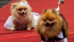 Melihat Ritual Pernikahan Anjing di Filipina, Gemas Banget!
