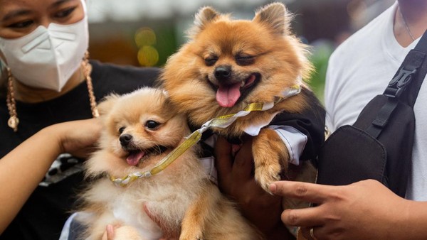 Pemilik anjing Pomeranian, Ianne De Guia dan Bryan Largo yang bergabung dengan ratusan pecinta hewan peliharaan lainnya untuk memberkati hewan, mengatakan Michi dan Mochi mengenakan gaun dan tuksedo untuk acara itu. Mereka berharap acara tersebut dapat memperkuat persatuan mereka setelah baru-baru ini memiliki anak anjing. Pemilik anjing Pomeranian, Ianne De Guia dan Bryan Largo yang bergabung dengan ratusan pecinta hewan peliharaan lainnya untuk memberkati hewan, mengatakan Michi dan Mochi mengenakan gaun dan tuksedo untuk acara itu. Mereka berharap acara tersebut dapat memperkuat persatuan mereka setelah baru-baru ini memiliki anak anjing.