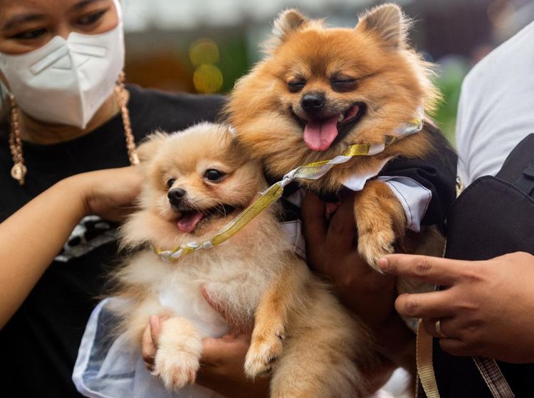 Melihat Ritual Pernikahan Anjing di Filipina, Gemas Banget!
