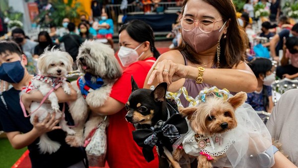 Pemilik hewan peliharaan membawa anjing mereka selama pernikahan hewan peliharaan. Upacara pernikahan yang diikuti oleh 15 pasangan hewan berkaki empat itu dalam rangka memperingati Hari Hewan Sedunia setiap tanggal 4 Oktober.  