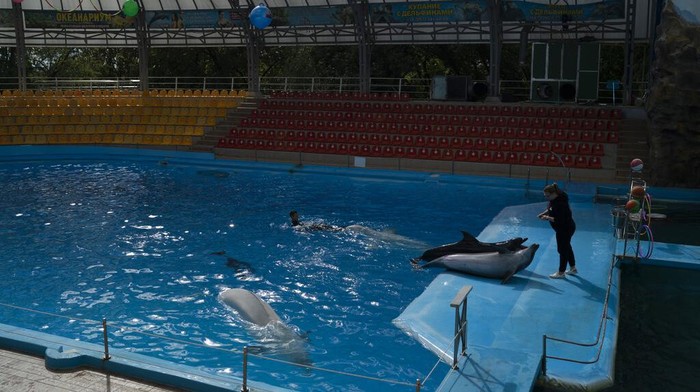 Menjaga Para Lumba-lumba dari Ancaman Perang Ukraina The trainer Viktoriia Litnevska stands next to the dolphins Zeus and Beauty during a practice session in the pool of the dolphinarium Nemo in Kharkiv, Ukraine, Wednesday, Sept. 21, 2022. According to the trainers, the three remaining dolphins haven't been evacuated due to the early age of the cub. The two belugas won't be removed, in reason of their big sizes, from the park, that have suffered some damages from previous Russian attacks. (AP Photo/Leo Correa)