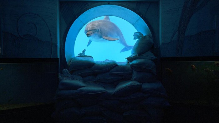 The trainer Viktoriia Litnevska stands next to the dolphins Zeus and Beauty during a practice session in the pool of the dolphinarium Nemo in Kharkiv, Ukraine, Wednesday, Sept. 21, 2022. According to the trainers, the three remaining dolphins haven't been evacuated due to the early age of the cub. The two belugas won't be removed, in reason of their big sizes, from the park, that have suffered some damages from previous Russian attacks. (AP Photo/Leo Correa)