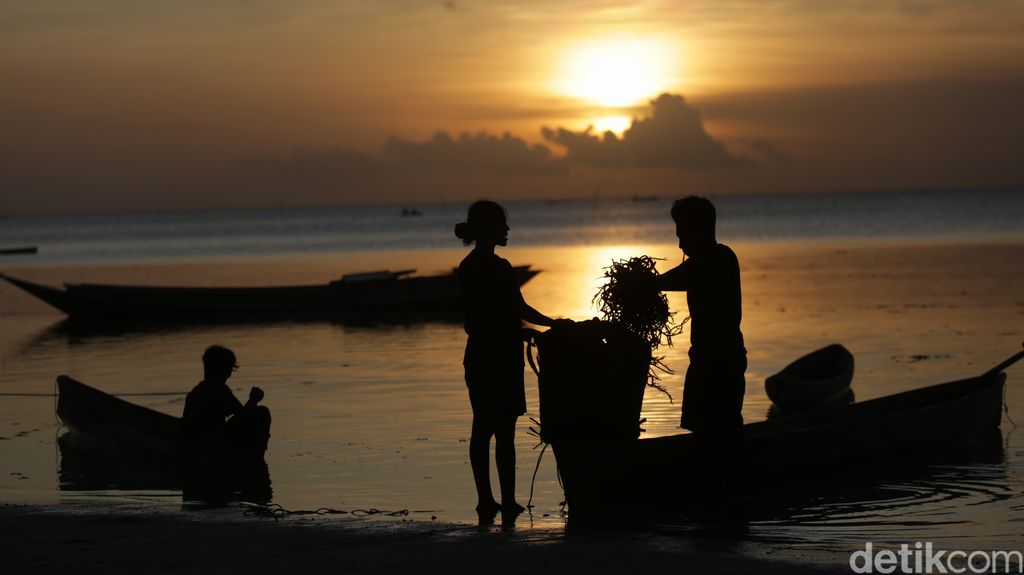 Petani Rumput Laut di Kepulauan Tanimbar